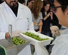 Elaboración y cata de aceite de oliva vírgen Elaboración y cata de aceite de oliva vírgen