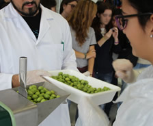 Elaboración y cata de aceite de oliva vírgen